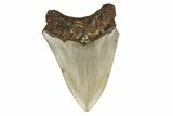 Fossil Megalodon Tooth - North Carolina #190680-1